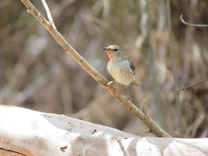 Scarlet Honeyeater (f)