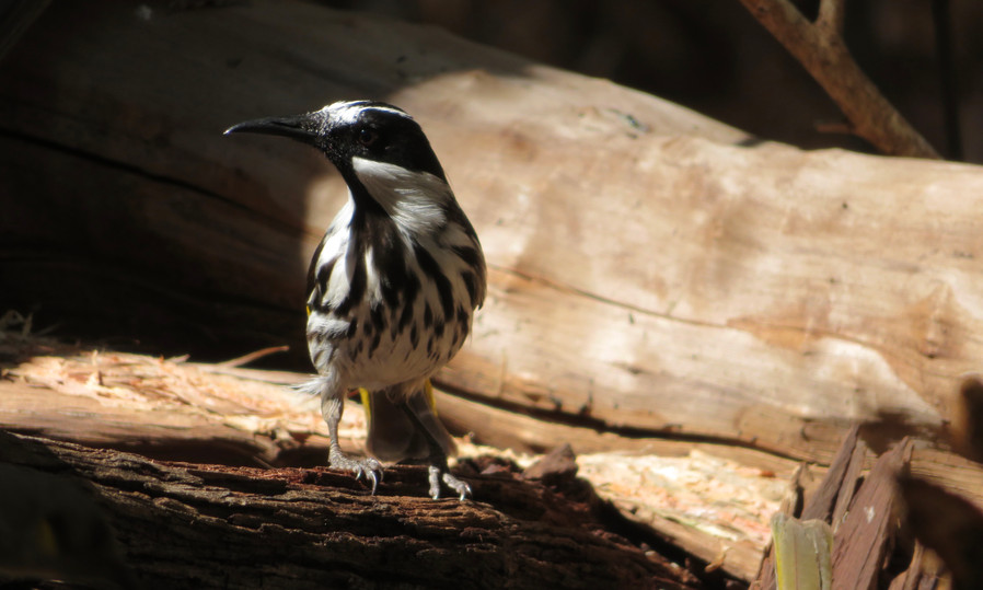 White-cheeked Honeyeater