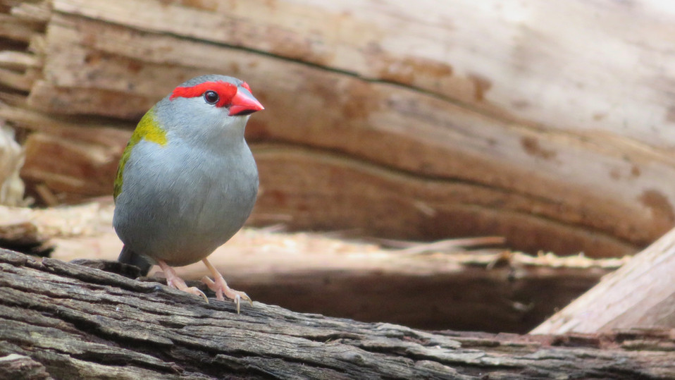 Red-browed Finch