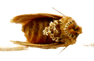 Wattle Cup Moth (Calcarifera ordinata)