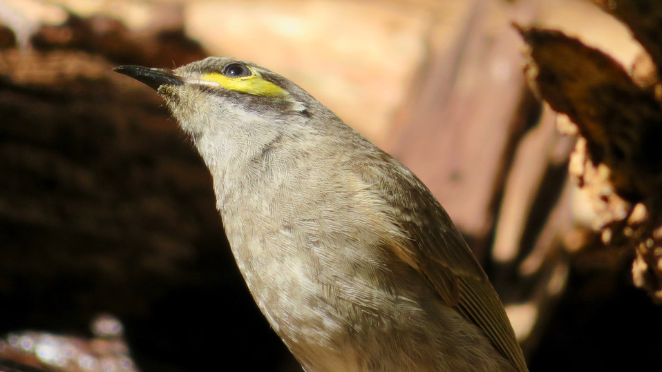 Yellow-faced Honeyeater