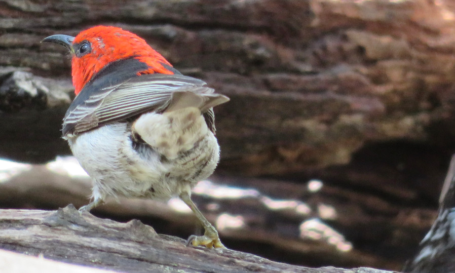 Scarlet Honeyeater