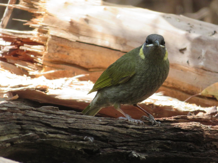 Lewin's Honeyeater