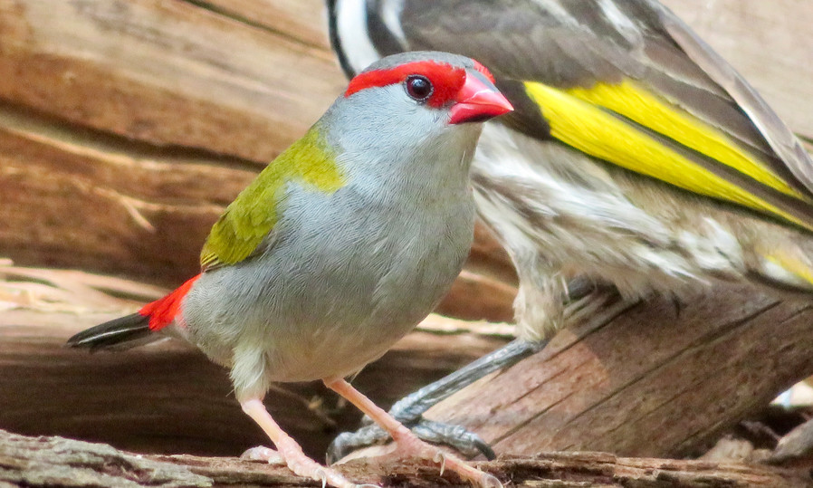 Red-browed Finch
