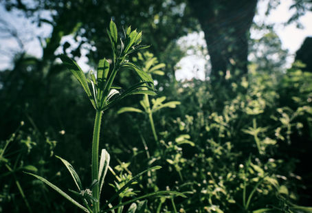 Rediscovering Viriditas: Why Herbalism Needs Wildtending