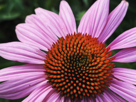 [Student Highlight] Herbalism Through the Ages: Echinacea