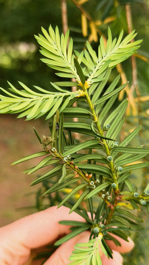 Yew underside (no stomatal striping)
