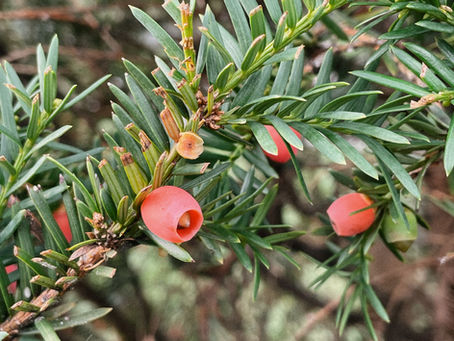 Differential Morphology: Yew & Eastern Hemlock