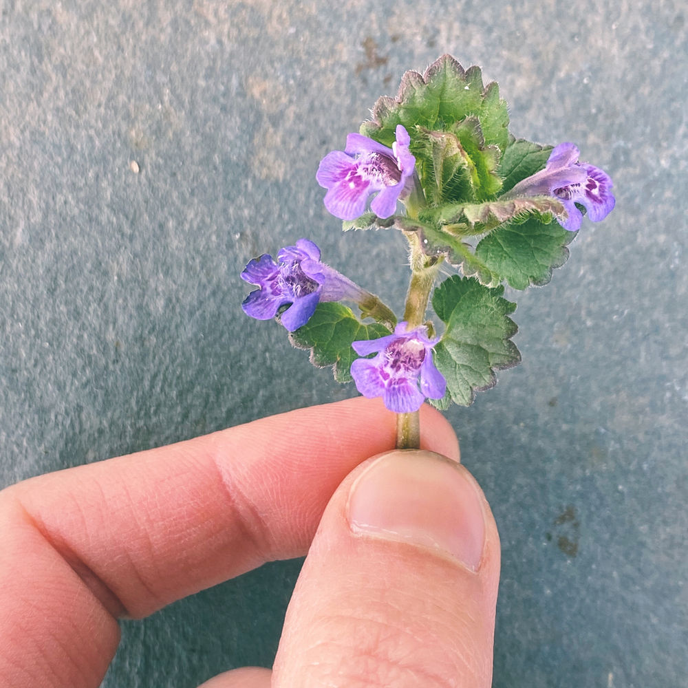 Differential Morphology of Purple Henbit, & Ground Ivy