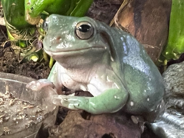 Australian Whites Tree Frog - Normal