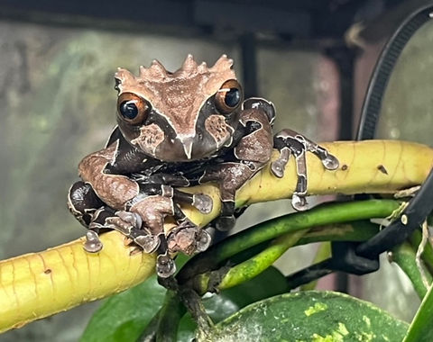 Crowned Tree Frogs- Triprion spinosus | Finn's Frog Farm