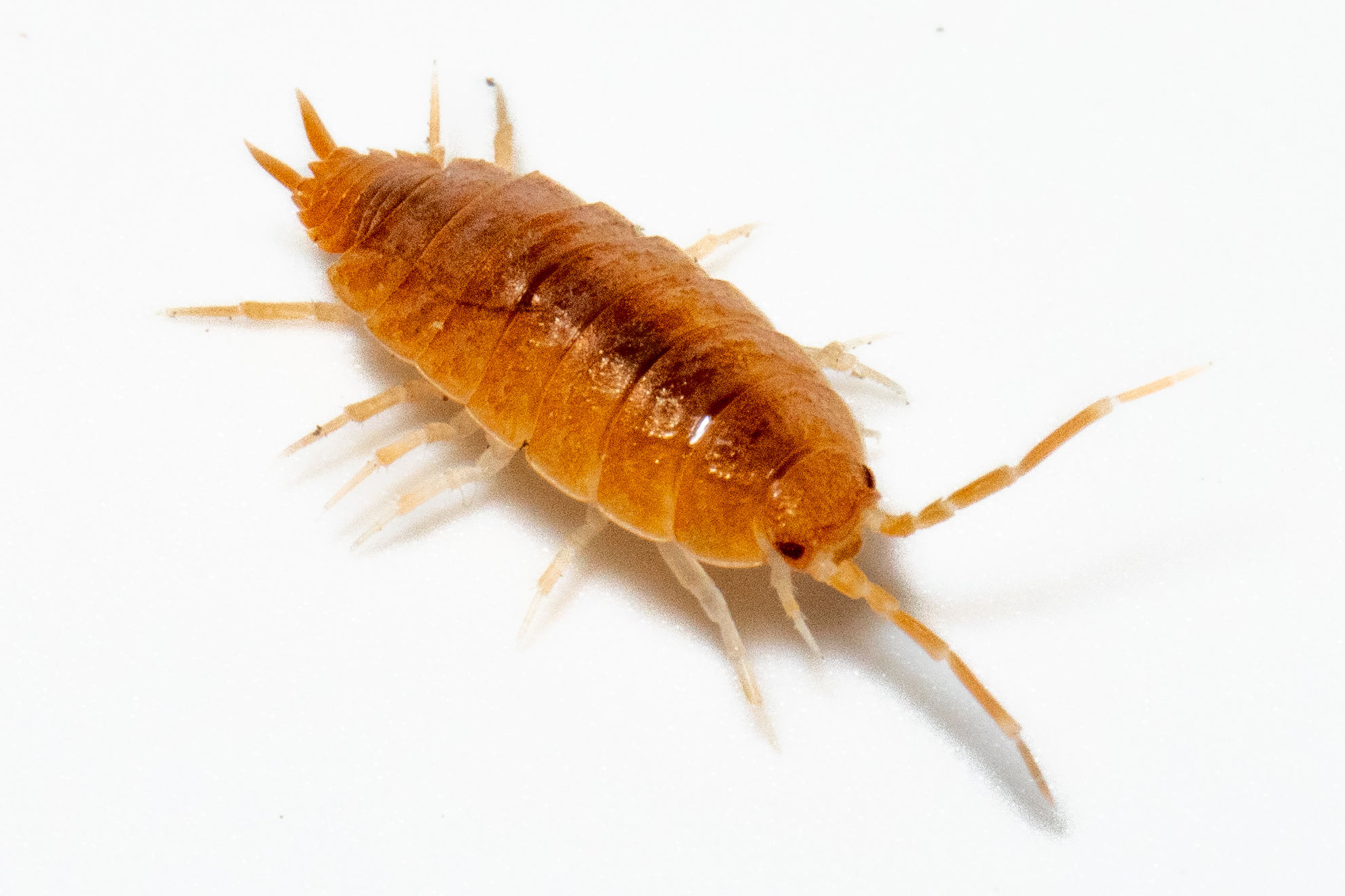 Porcellionides pruinosus "Powder orange" Isopods