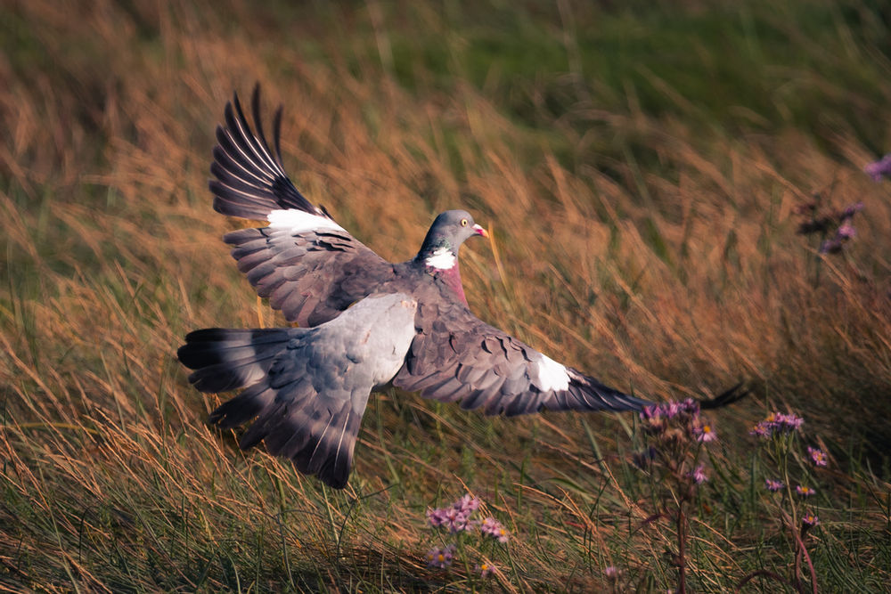 Flight into Late Summer