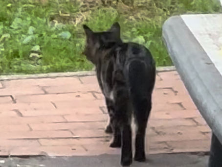 …un nuovo ospite 🐾