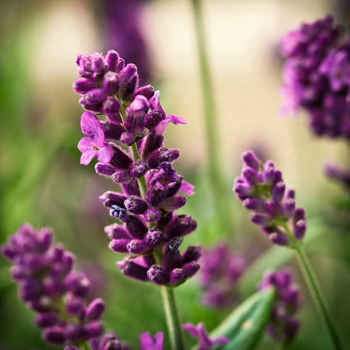Miniaturbild: Bio-Lavendel