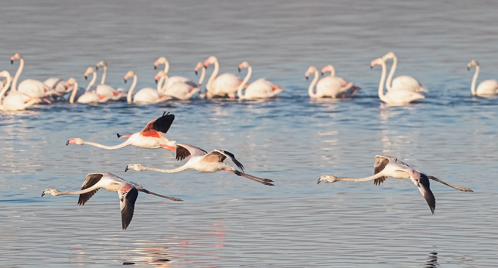 FLAMENCOS.jpg