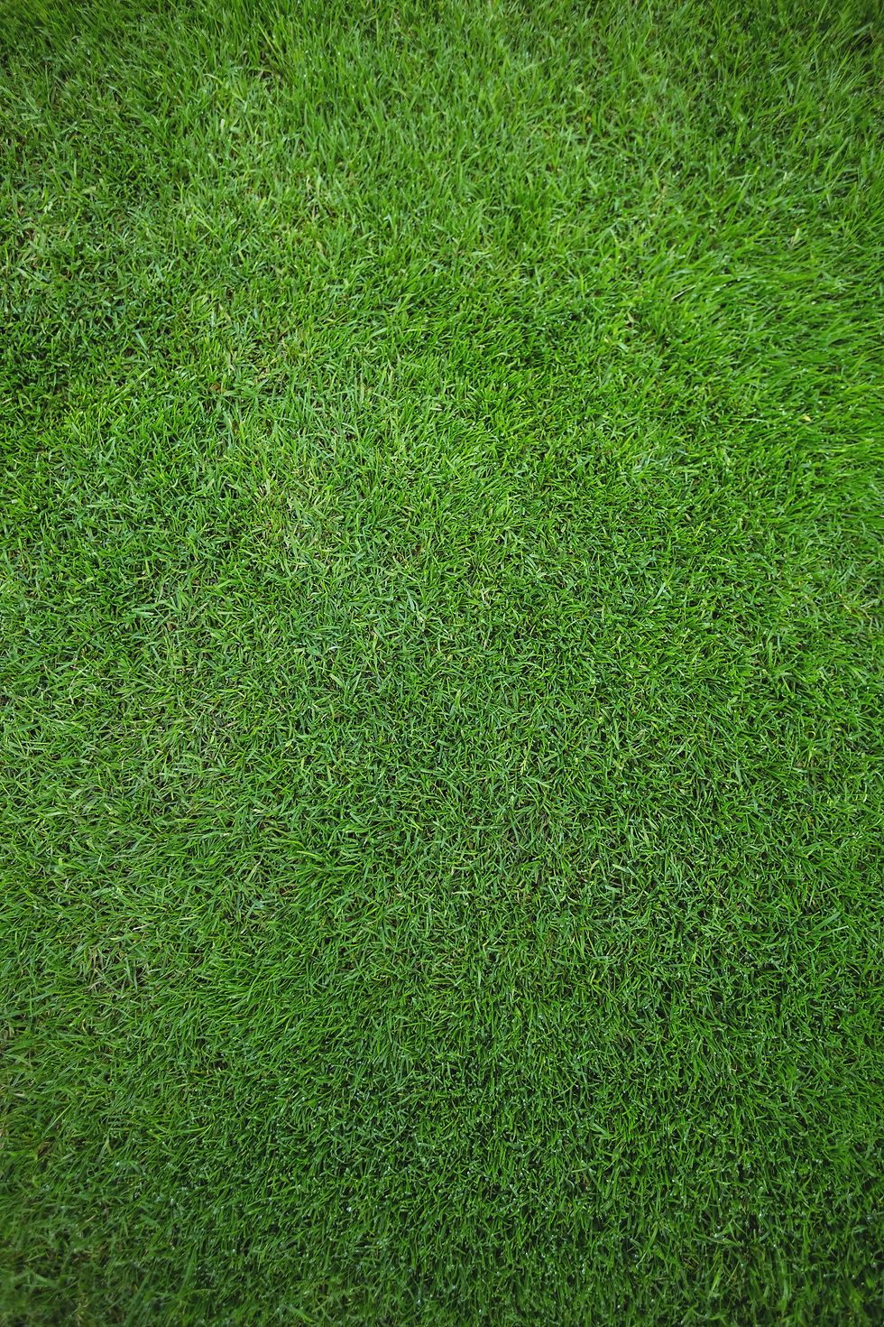 green-grass-field-background.jpg