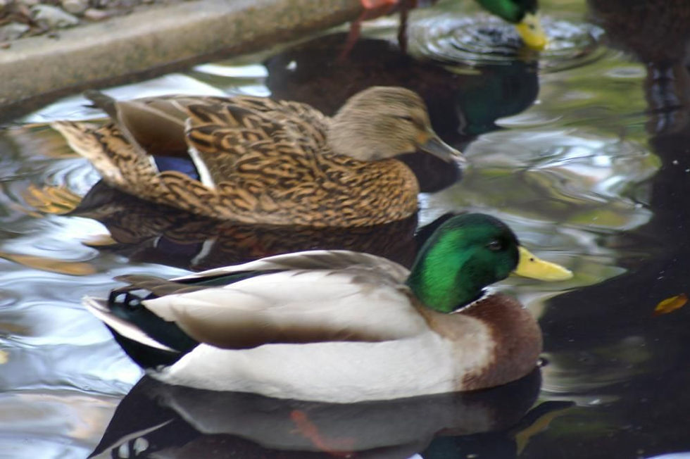 A male and a female mallard duck swimming.