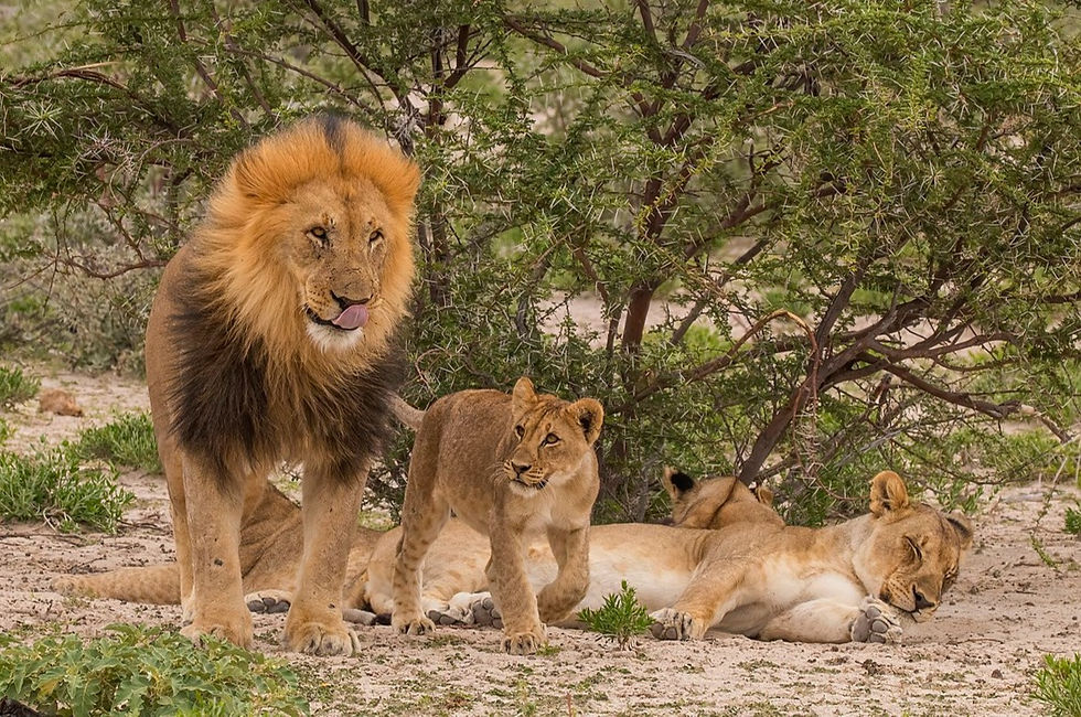 A male lion stands next to a cub. A female lounges nearby.