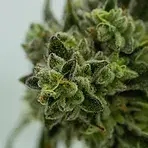 Cannabisblüte Sorte CSC