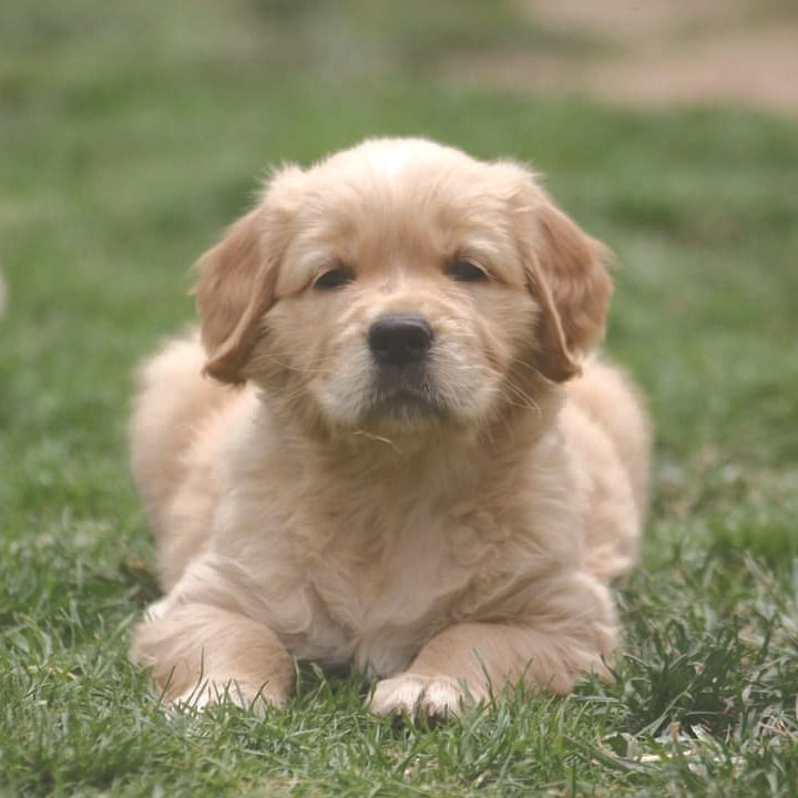 La mastication chez le chiot