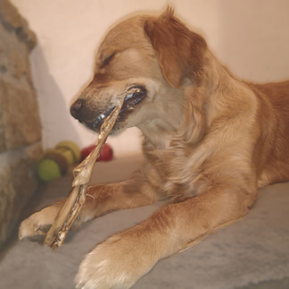 chien qui mastique une friandises 100% naturelles candypaw