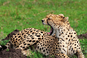 big yawn_edited_edited.jpg