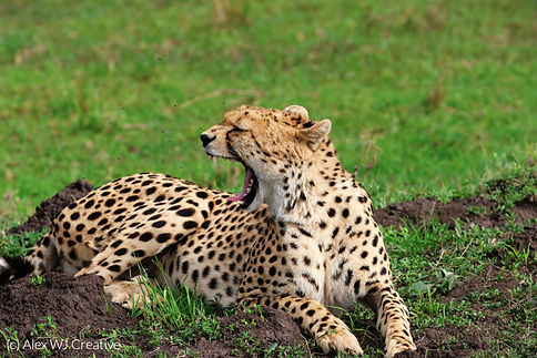 big yawn_edited.jpg