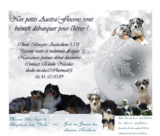 Austra'Flocons - Austra'Choco !!!!