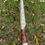 Thumbnail: Pacific yew longbow/selfbow