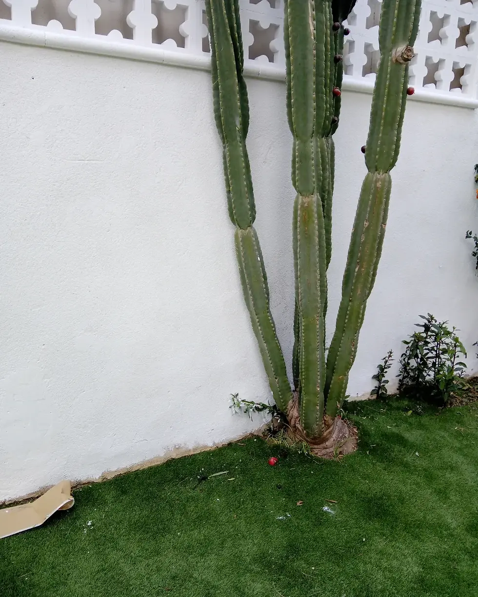 Mano de obra en Horta y limpieza en ciudad vella.