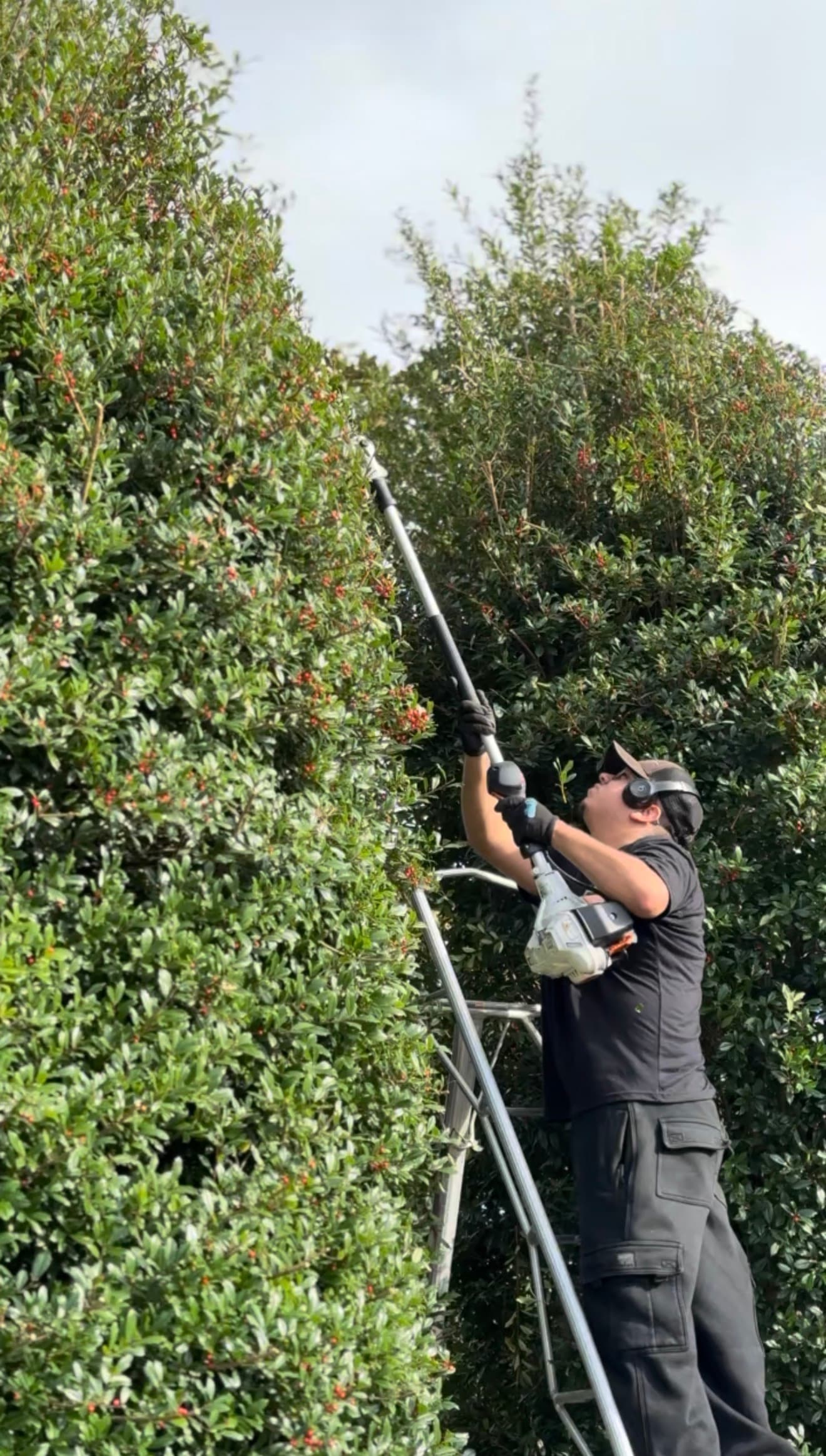 Neatly trimmed shrubs at a Franklin, Tennessee property