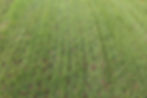 How to prepare for aerating and overseeding