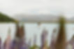 Wild Union Co _ Lake Tekapo Elopement _ New Zealand Lupines.jpg