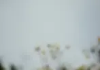 Sanfte Blumen in ruhiger Atmosphäre für Mindfulness, Breathwork und inneres Wachstum