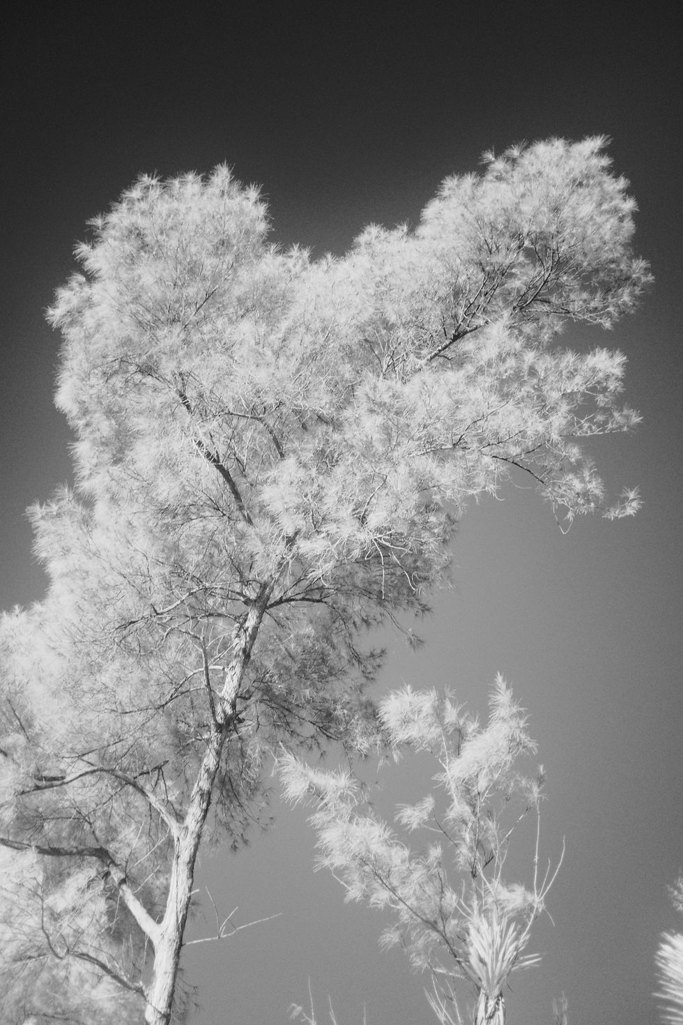Um outro exemplo que capturei assim que peguei o filtro IR (foto: Rafael Belentani Barretto)