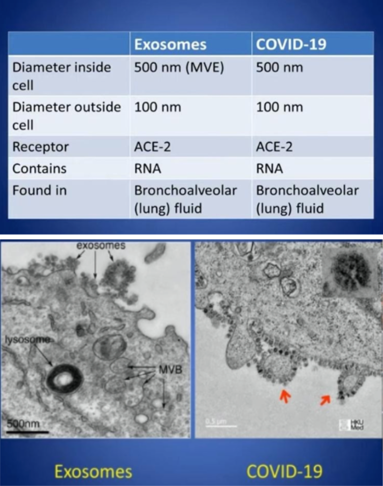 WHAT ARE THE AGENTS OF DEFENSE? What appears as viral particles are many times indistinguishable from exosomes. Exosomes are natural micro-vesicles produced by cells; they carry messages from cell to cell, and to other tissues, maybe even to other people. They are essential to health because they carry toxins out of sick cells and trigger the immune system to release reduced oxygen (SO-) and hydrogen (OH-) molecules to buffer metabolic acidic cellular waste that leads to sickness.