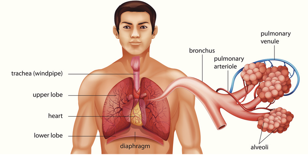 The Grape Like Clusters Of Air Sacs Within The Lungs