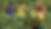 maize2.png