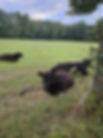 IMG-20250928-WA0016.jpg