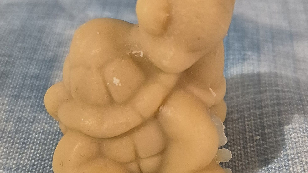 A cute little turtle soap posing for the camera.