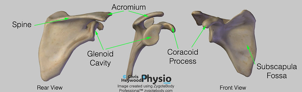 A close up medical image of the scapula showing the acromium and other important anatomical structures