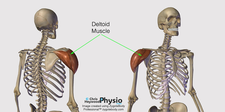 A picture of the deltoid muscle and the shoulder joint