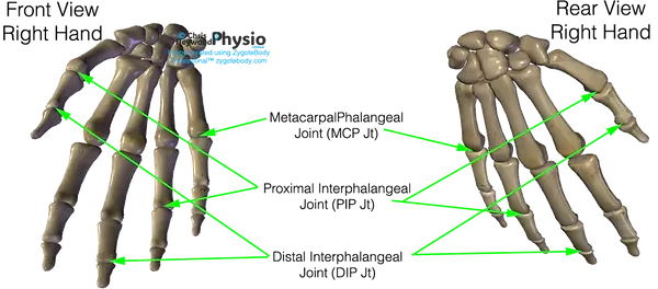 The bony joints of the hand