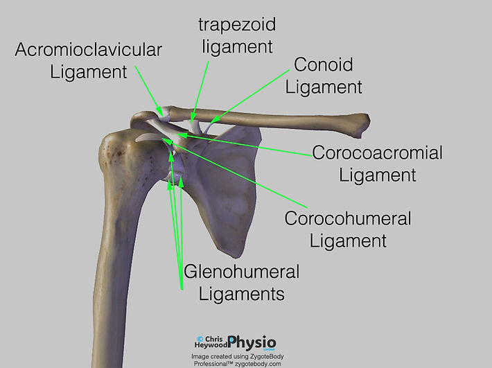 An image showing the bones and ligaments of the shoulder joints