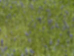 Lupine, Dwart