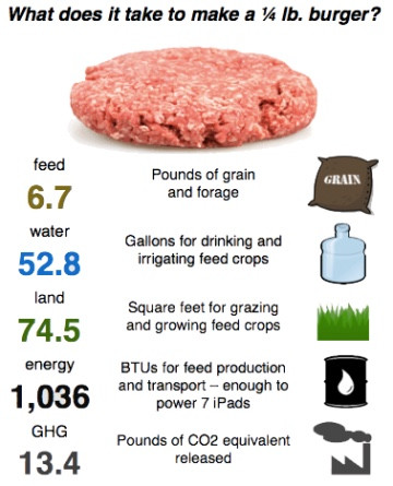 environmental impact, go green, meat, bad, eco friendly, meatless monday, whitney, antm, vegan, vegetarian