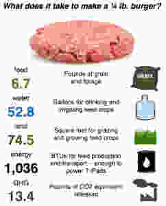 environmental impact, go green, meat, bad, eco friendly, meatless monday, whitney, antm, vegan, vegetarian