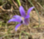 Dwarf Brodiaea