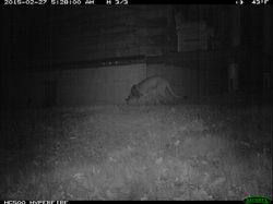Cougar
